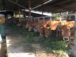 Notre élévage de vache Aubrac