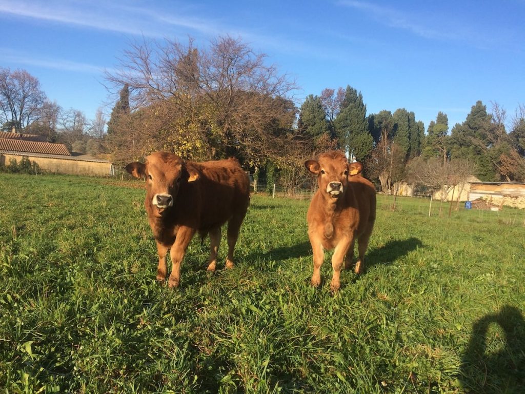 Acheter de la viande Aubrac locale : élevage en Provence à Eyguières
